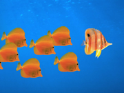 Windows Vista の壁紙:画像117