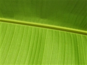 Windows Vista の壁紙:画像67