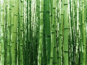 Windows Vista の壁紙:画像70
