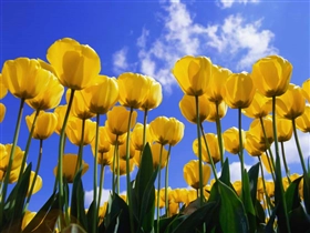 Windows XP の壁紙:画像18